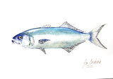 Watercolor print two of each Striped bass, Bluefish and Albie blank note card and  six envelops