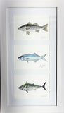 Watercolor print two of each Striped bass, Bluefish and Albie blank note card and  six envelops