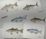 Watercolor print two of each Striped bass, Bluefish and Albie blank note card and  six envelops