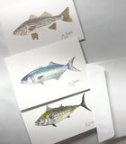Watercolor print two of each Striped bass, Bluefish and Albie blank note card and  six envelops