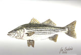 Watercolor print two of each Striped bass, Bluefish and Albie blank note card and  six envelops